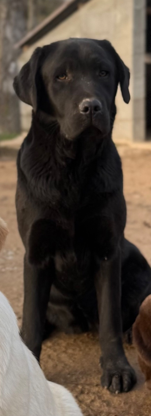 Vahiné Du Domaine De Terrut