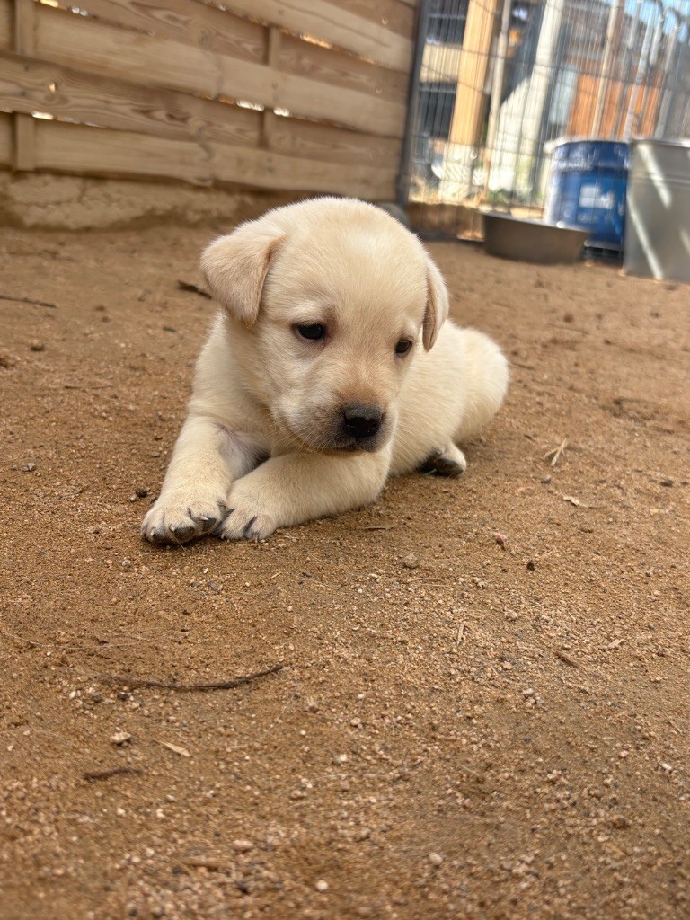 Du Domaine De Terrut - Chiots disponibles - Labrador Retriever
