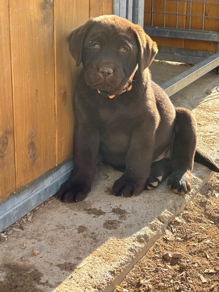 Du Domaine De Terrut - Chiots disponibles - Labrador Retriever