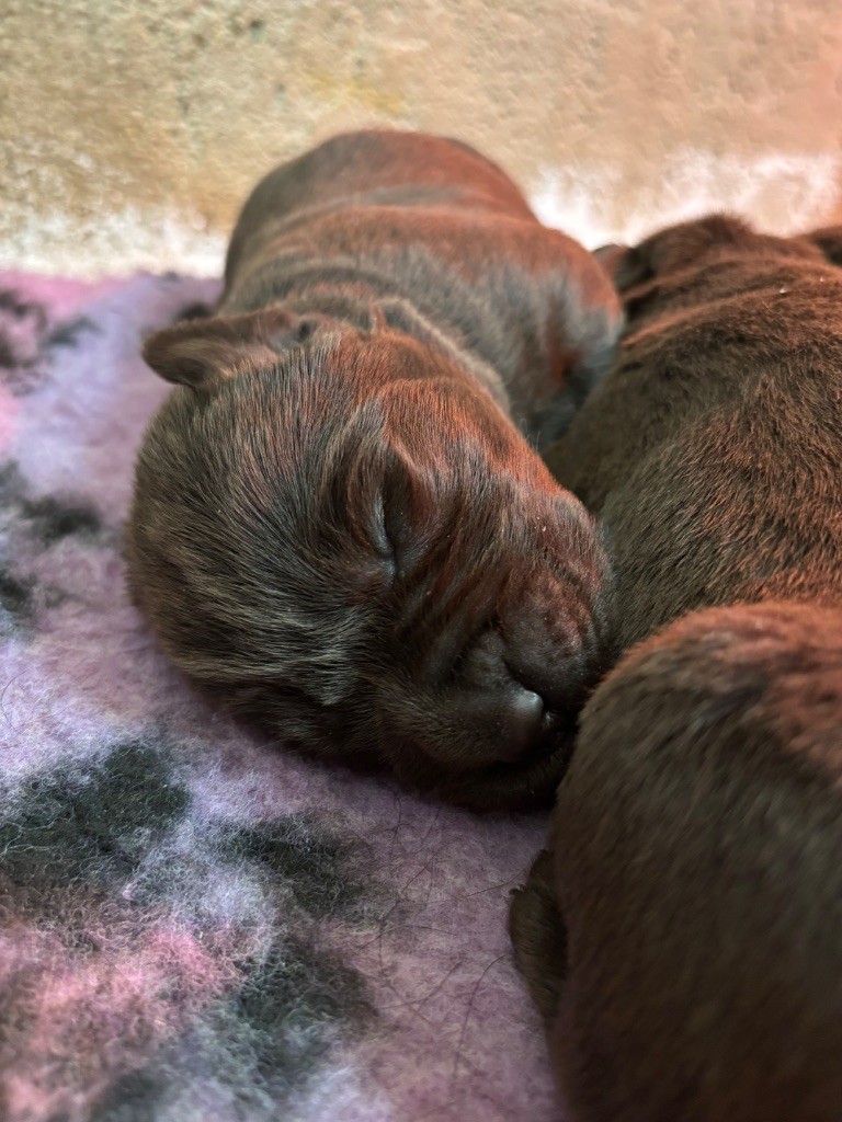 Du Domaine De Terrut - Chiots disponibles - Labrador Retriever