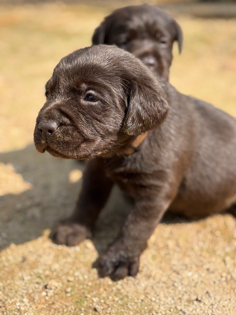 Du Domaine De Terrut - Chiots disponibles - Labrador Retriever