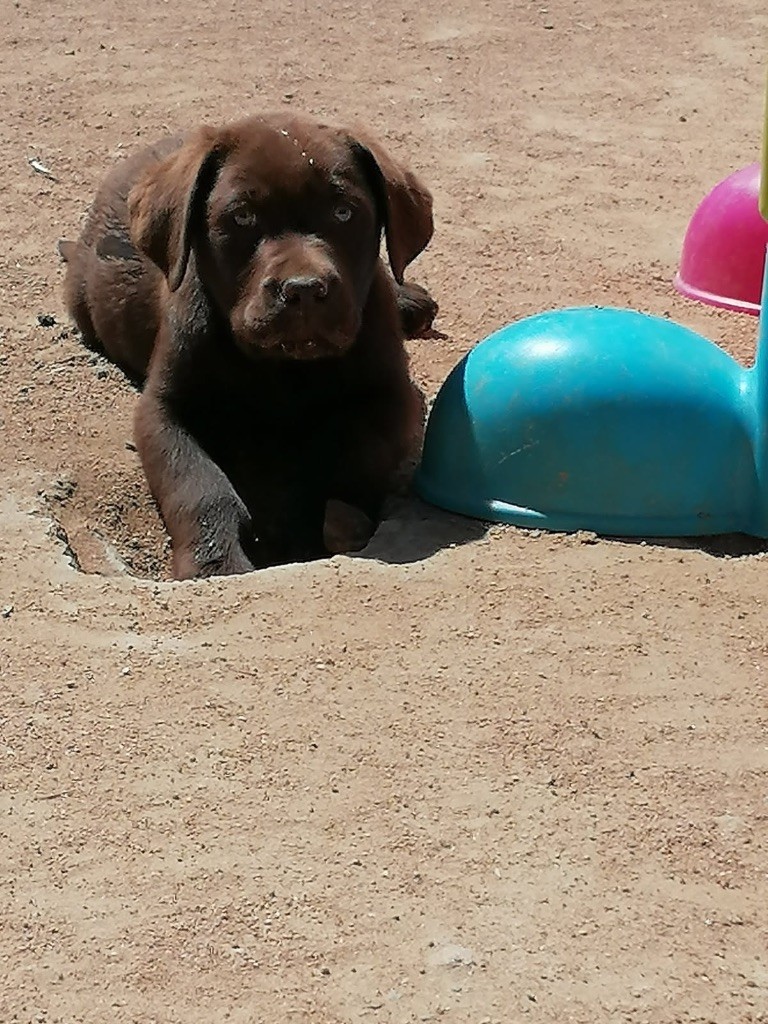 Du Domaine De Terrut - Chiots disponibles - Labrador Retriever