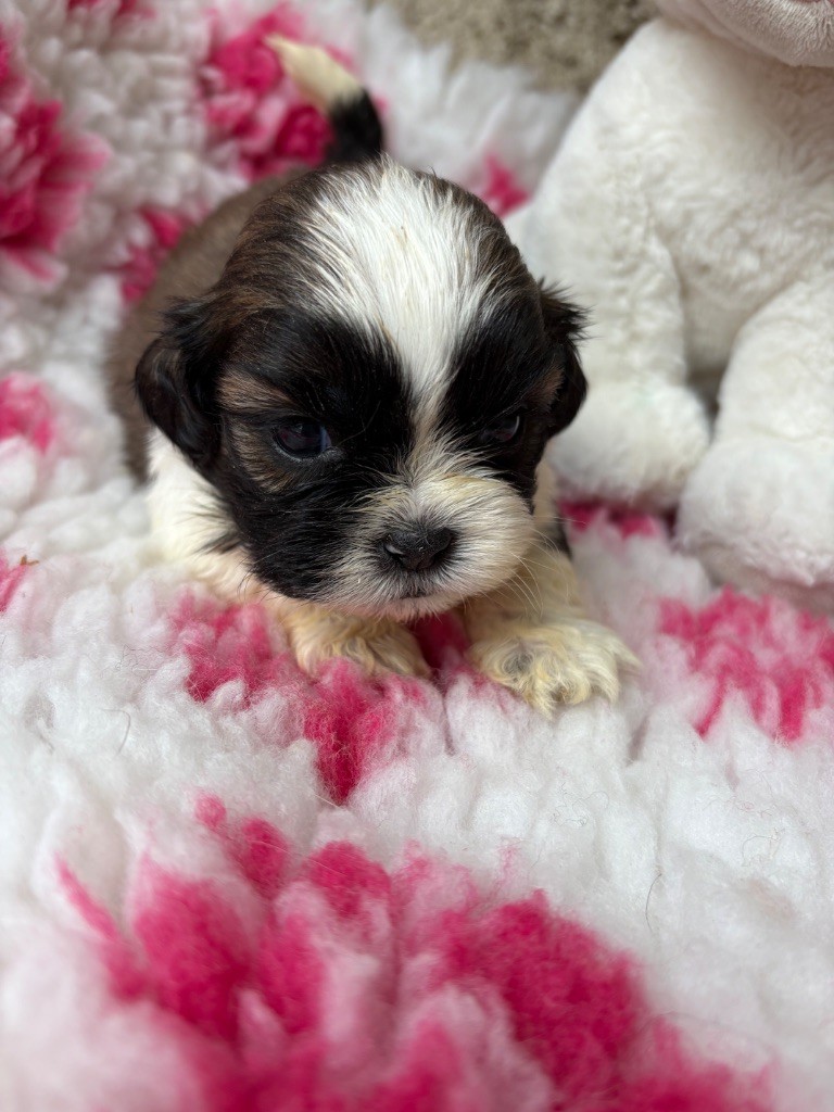 Du Domaine De Terrut - Chiots disponibles - Shih Tzu