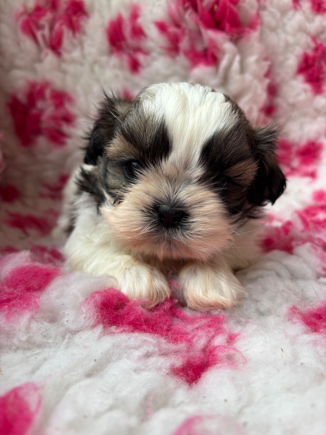 Du Domaine De Terrut - Chiots disponibles - Shih Tzu