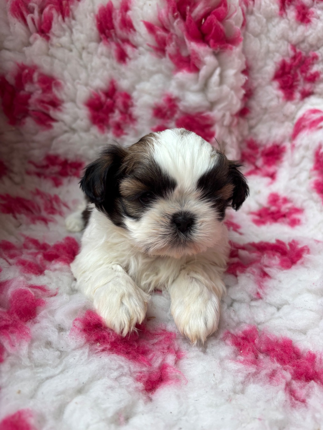Du Domaine De Terrut - Chiots disponibles - Shih Tzu