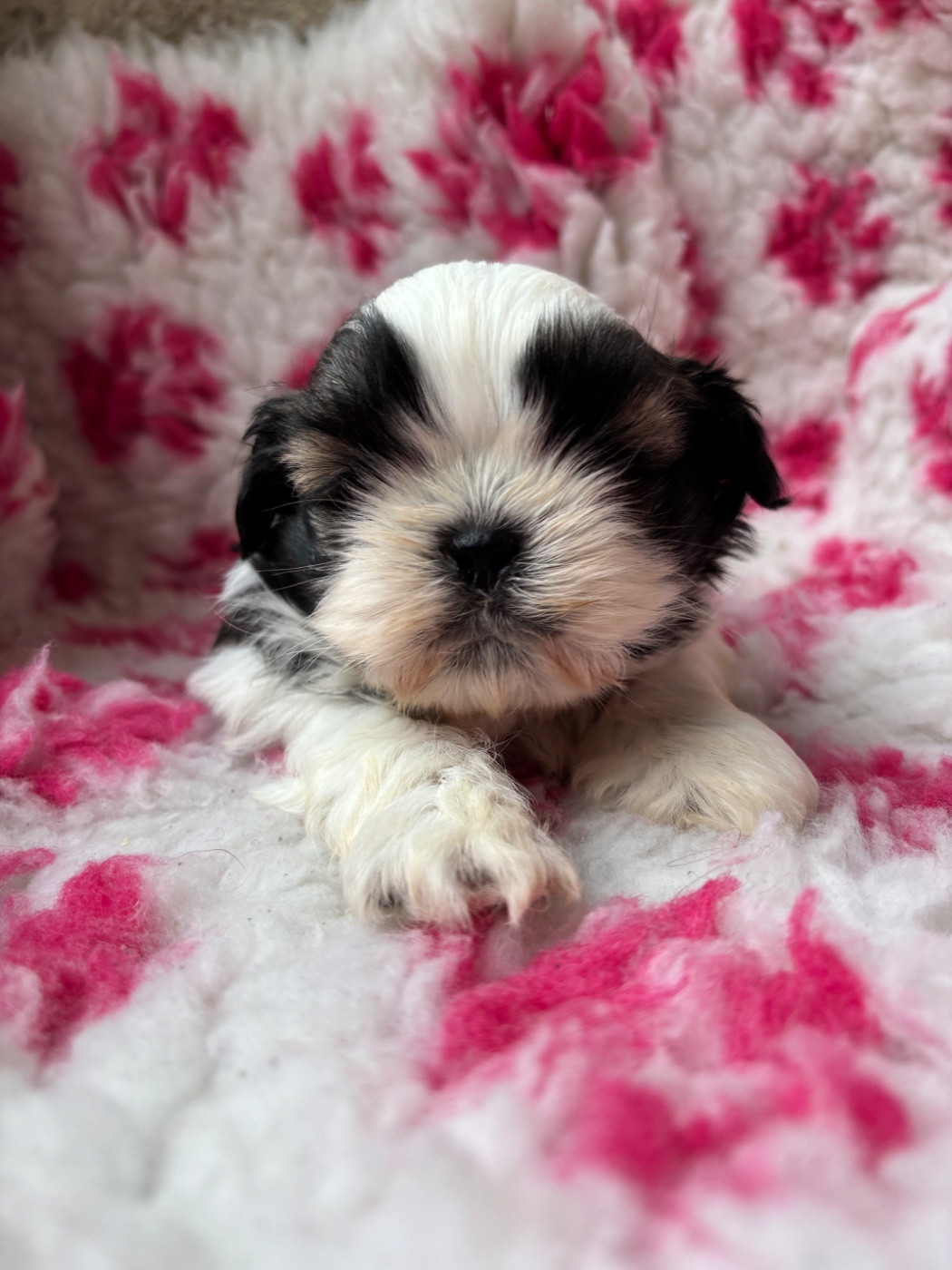 Du Domaine De Terrut - Chiots disponibles - Shih Tzu