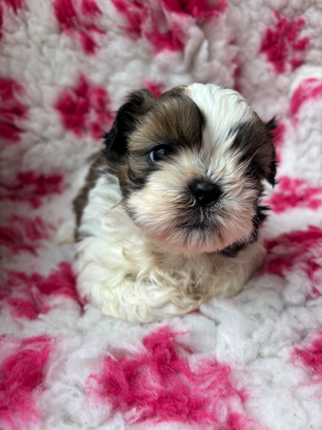 Du Domaine De Terrut - Chiots disponibles - Shih Tzu