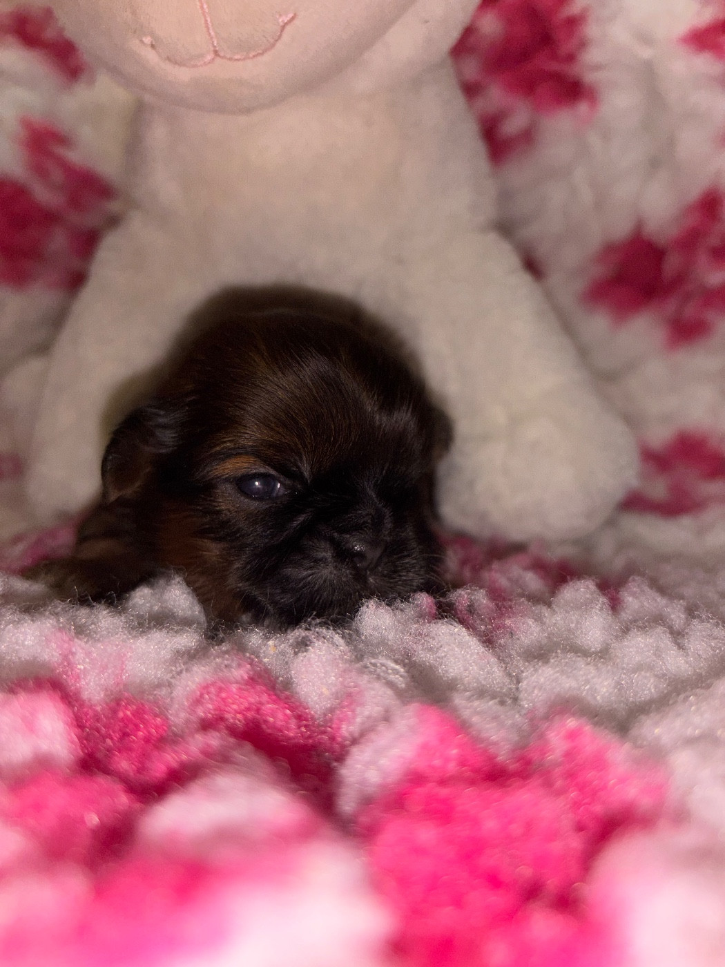 Du Domaine De Terrut - Chiots disponibles - Shih Tzu
