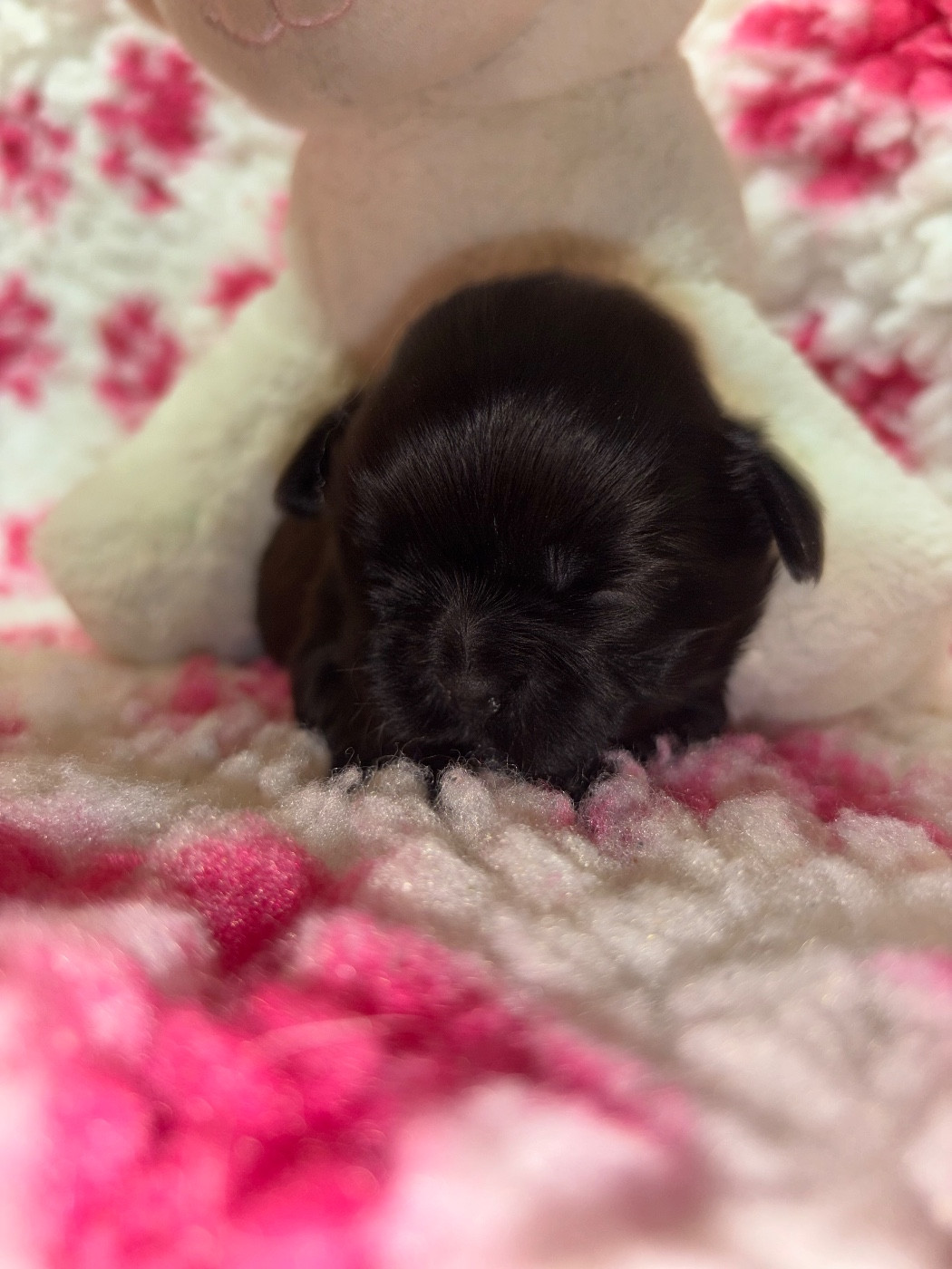 Du Domaine De Terrut - Chiots disponibles - Shih Tzu