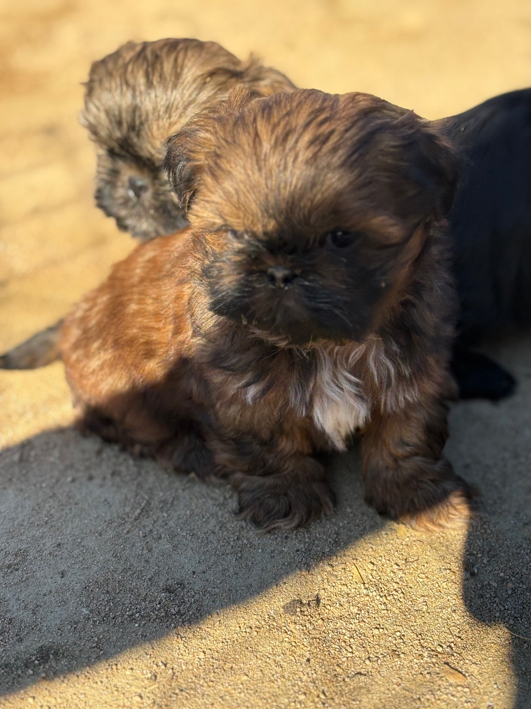 Du Domaine De Terrut - Chiots disponibles - Shih Tzu