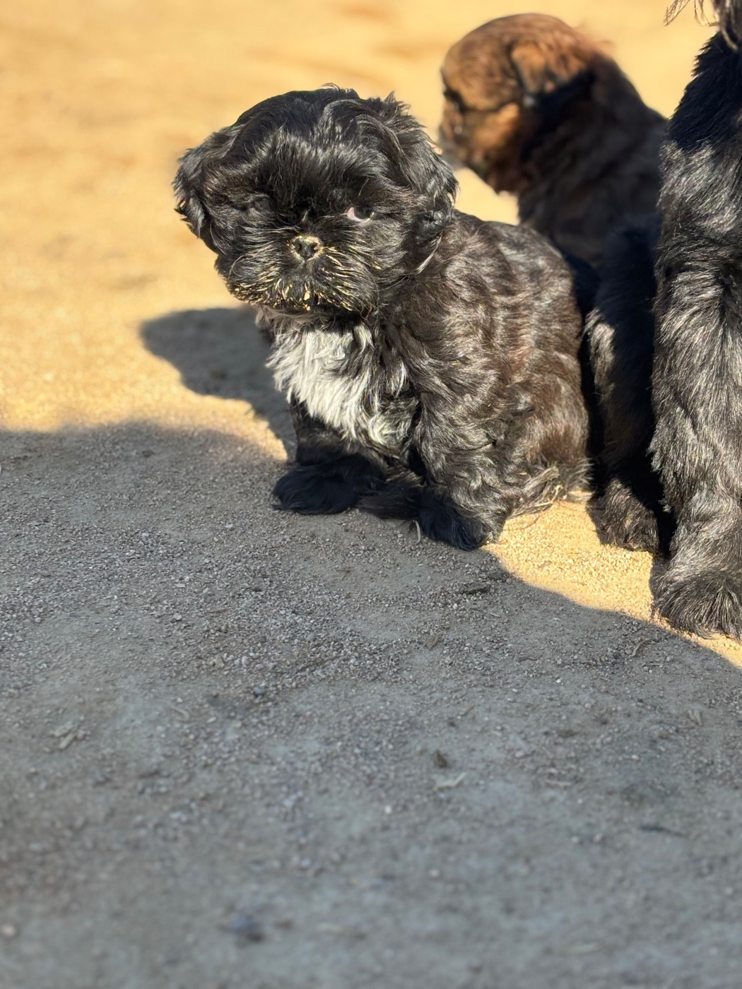 Du Domaine De Terrut - Chiots disponibles - Shih Tzu