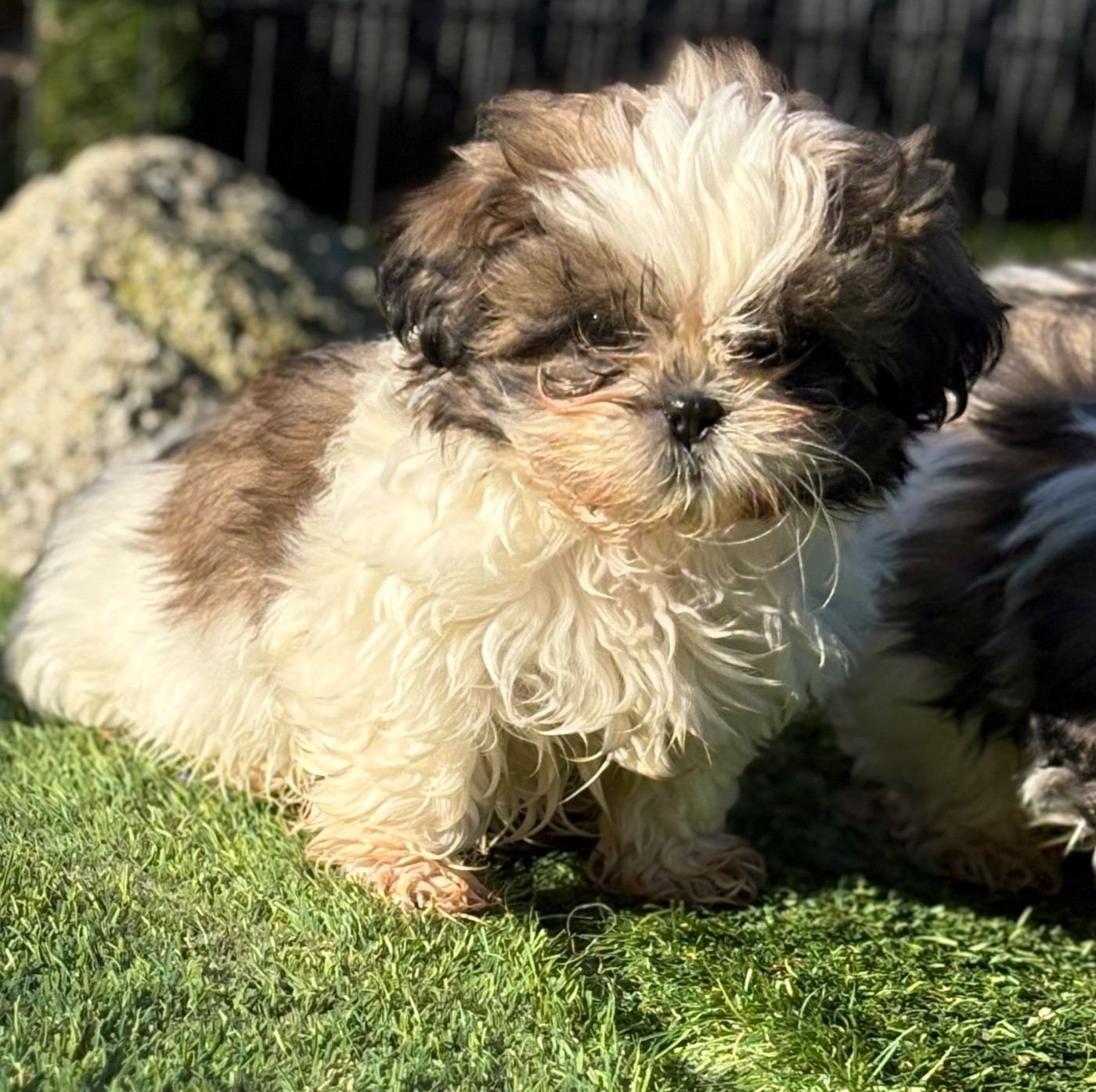 Du Domaine De Terrut - Chiots disponibles - Shih Tzu