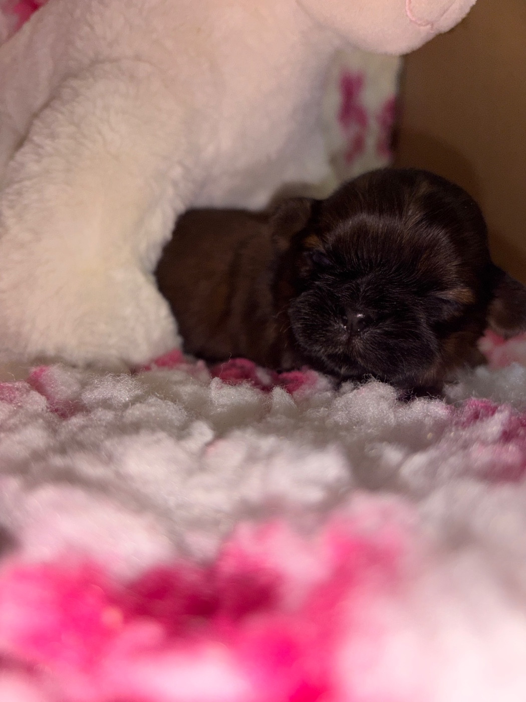 Du Domaine De Terrut - Chiots disponibles - Shih Tzu