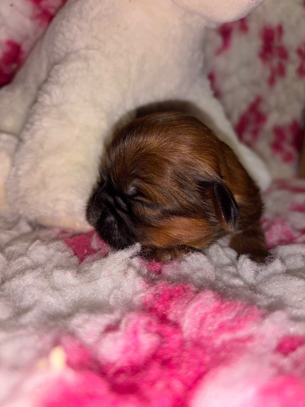 Du Domaine De Terrut - Chiots disponibles - Shih Tzu