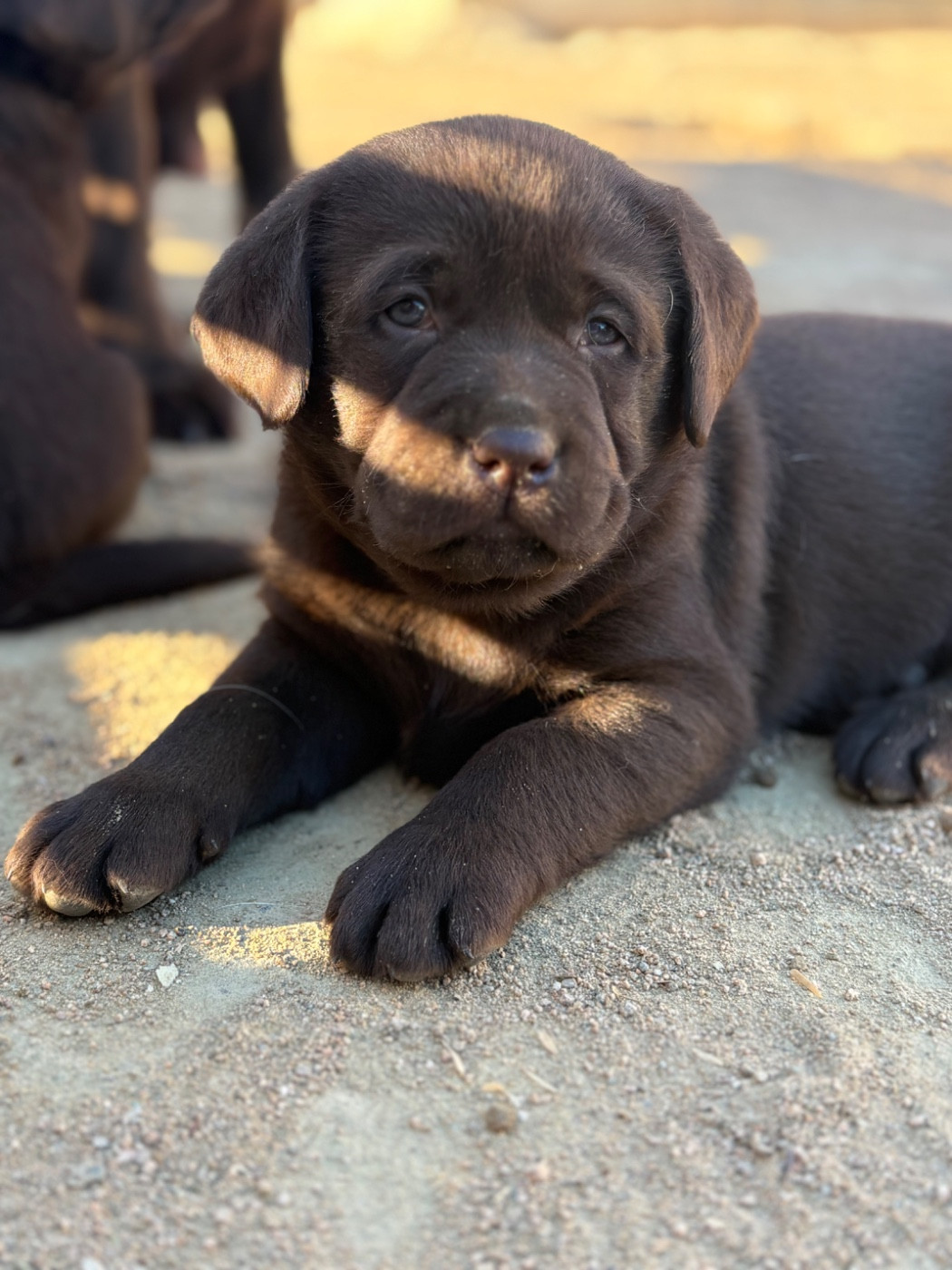 Du Domaine De Terrut - Chiots disponibles - Labrador Retriever