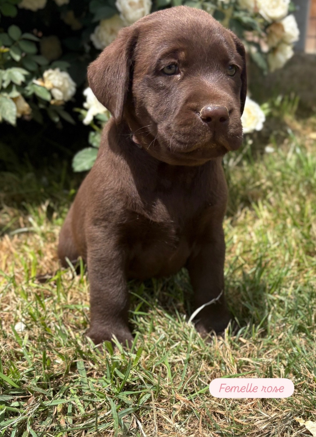 Du Domaine De Terrut - Chiots disponibles - Labrador Retriever