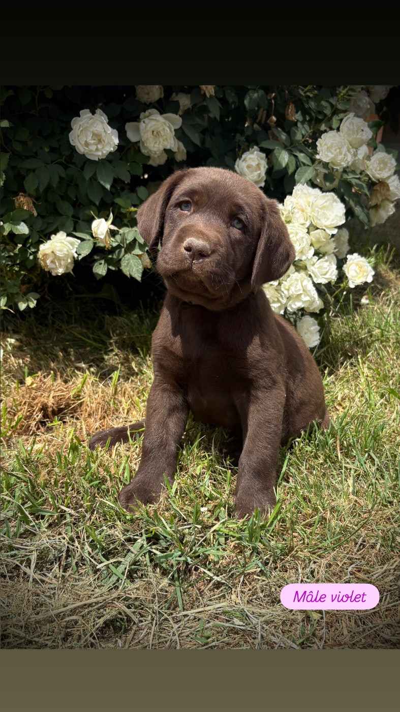Du Domaine De Terrut - Chiots disponibles - Labrador Retriever