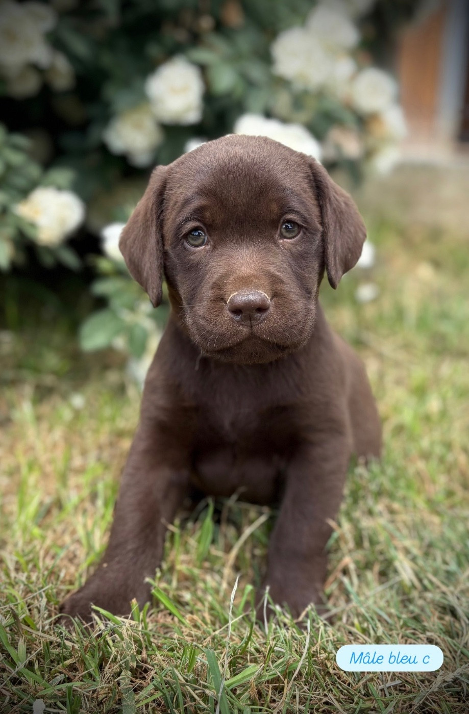 Du Domaine De Terrut - Chiots disponibles - Labrador Retriever
