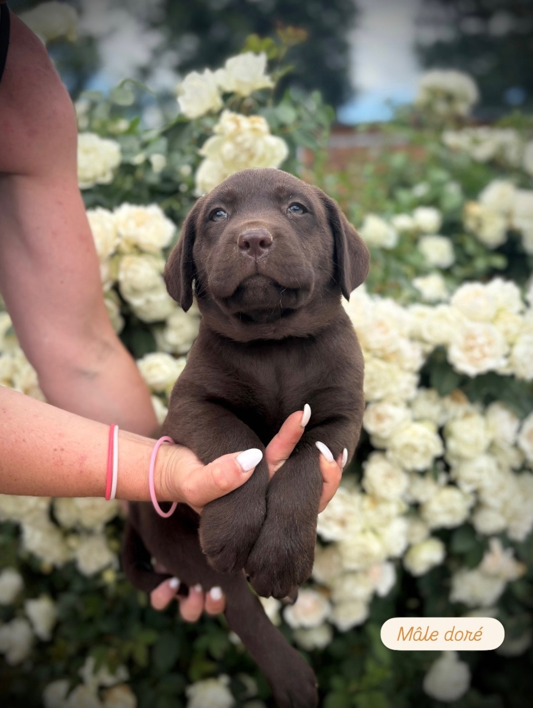 Du Domaine De Terrut - Chiots disponibles - Labrador Retriever