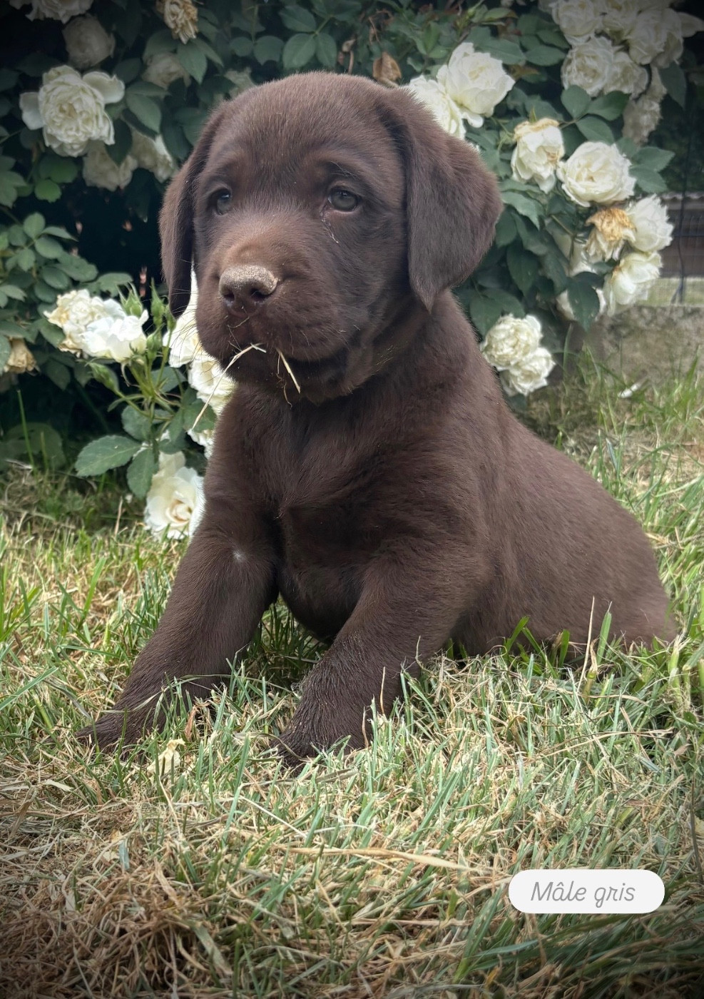 Du Domaine De Terrut - Chiots disponibles - Labrador Retriever