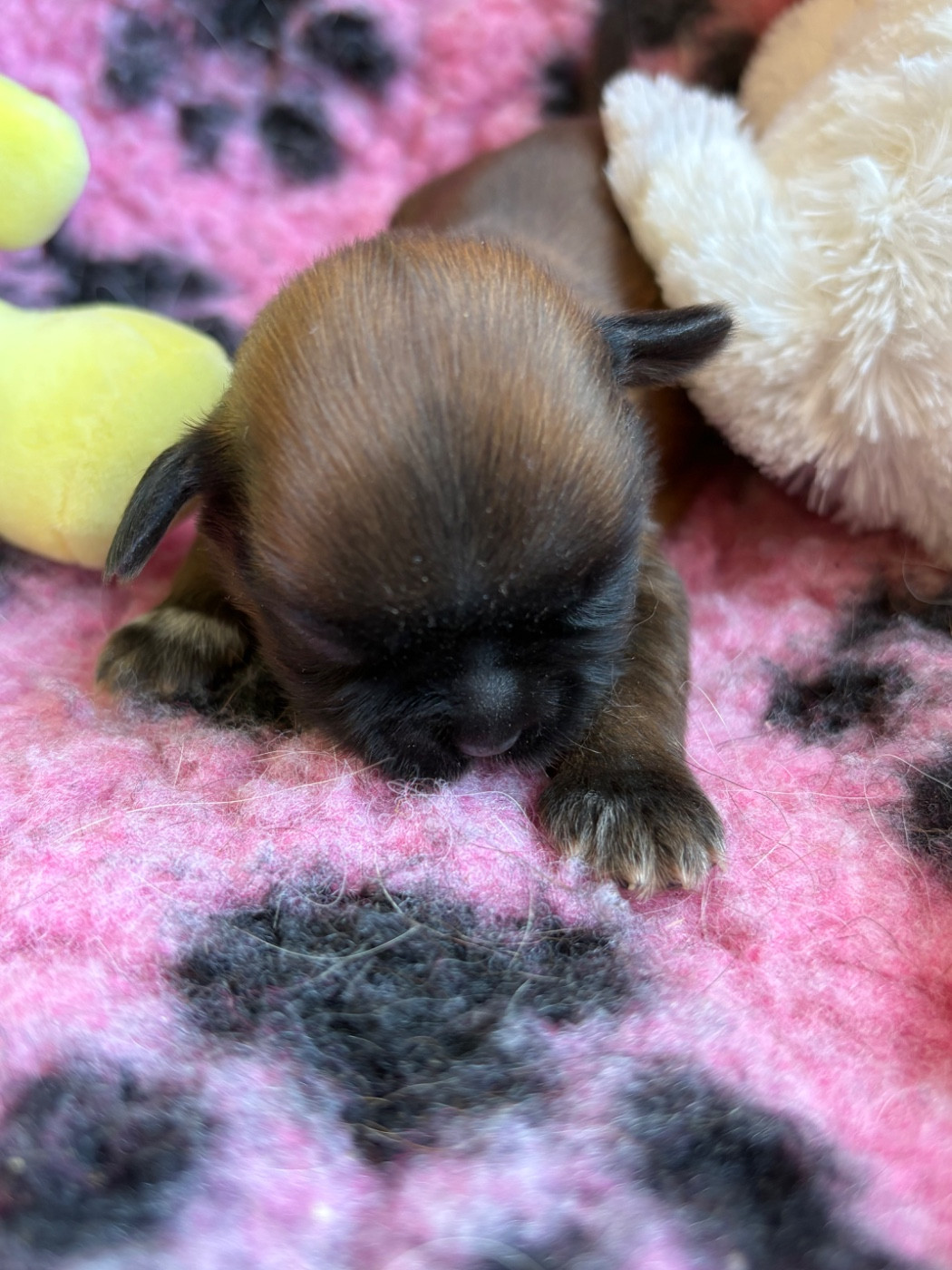Du Domaine De Terrut - Chiots disponibles - Shih Tzu