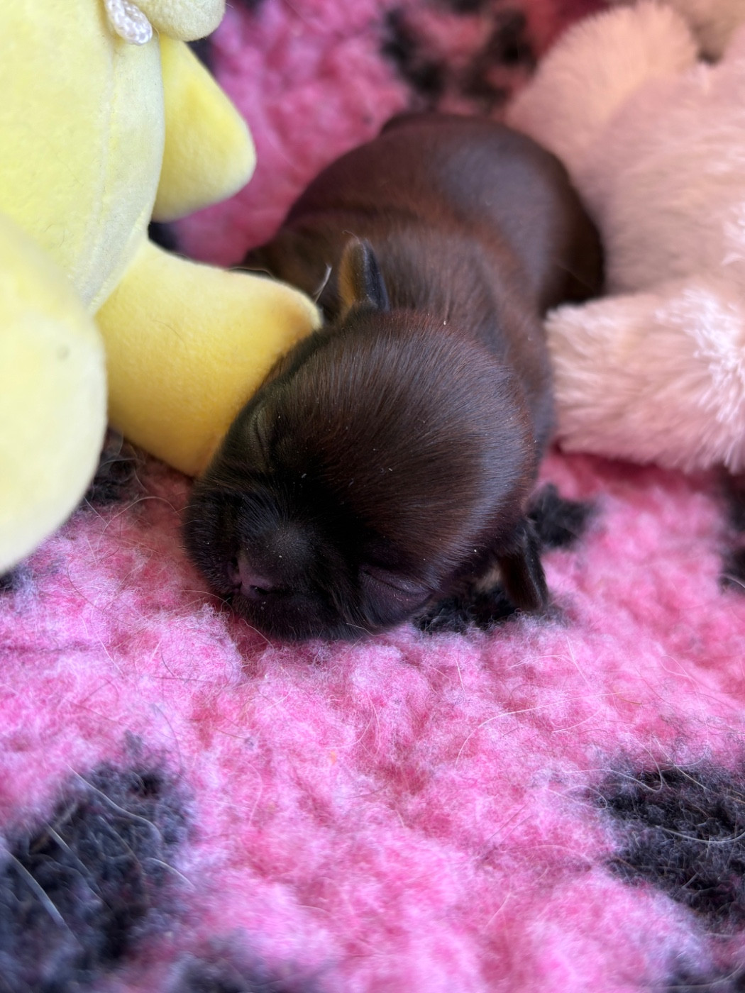 Du Domaine De Terrut - Chiots disponibles - Shih Tzu