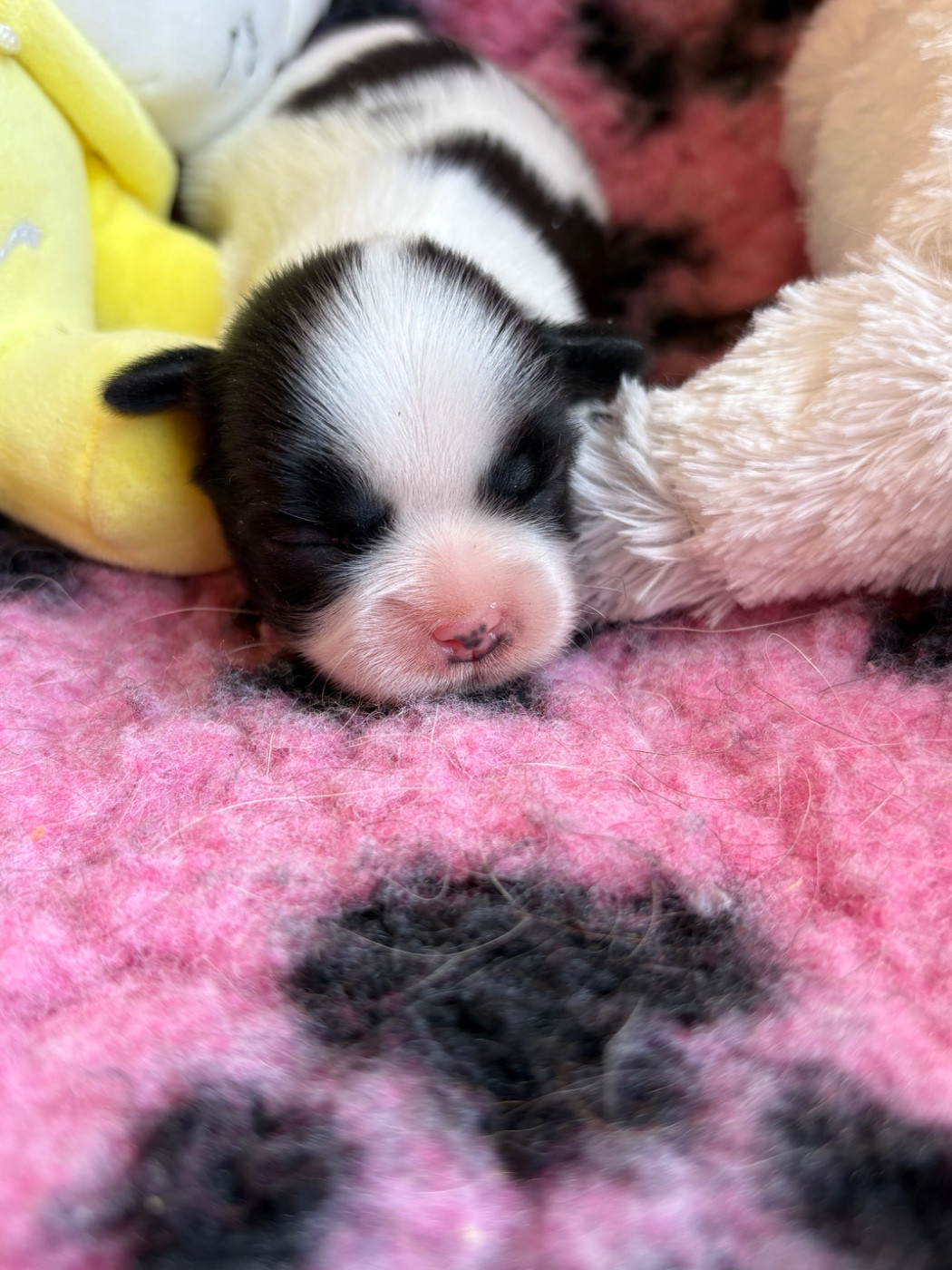 Du Domaine De Terrut - Chiots disponibles - Shih Tzu
