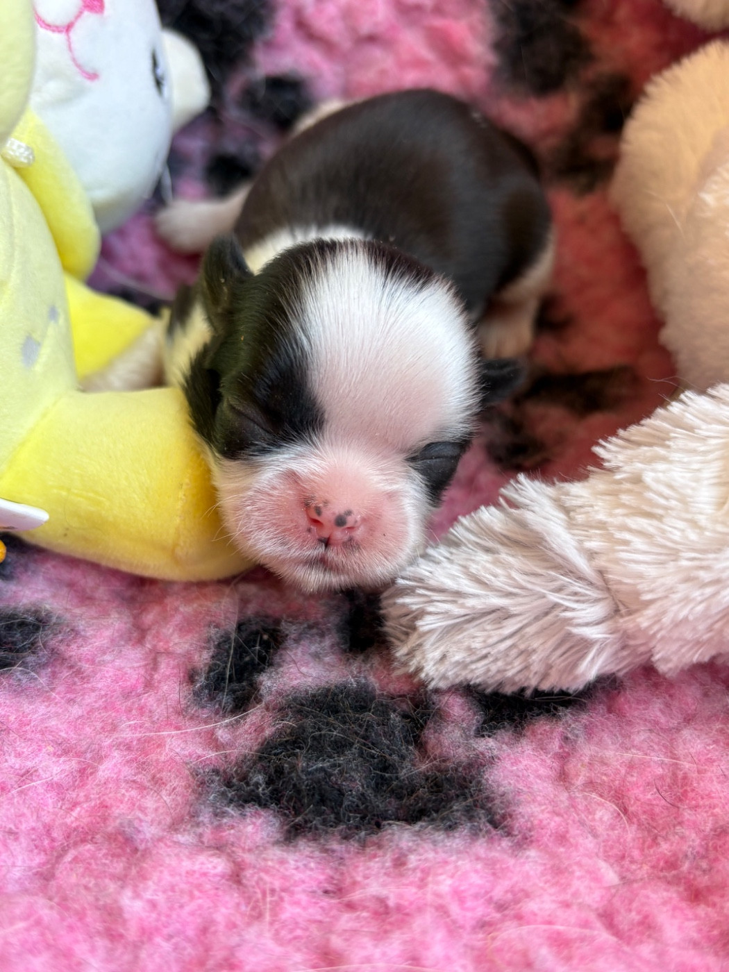 Du Domaine De Terrut - Chiots disponibles - Shih Tzu