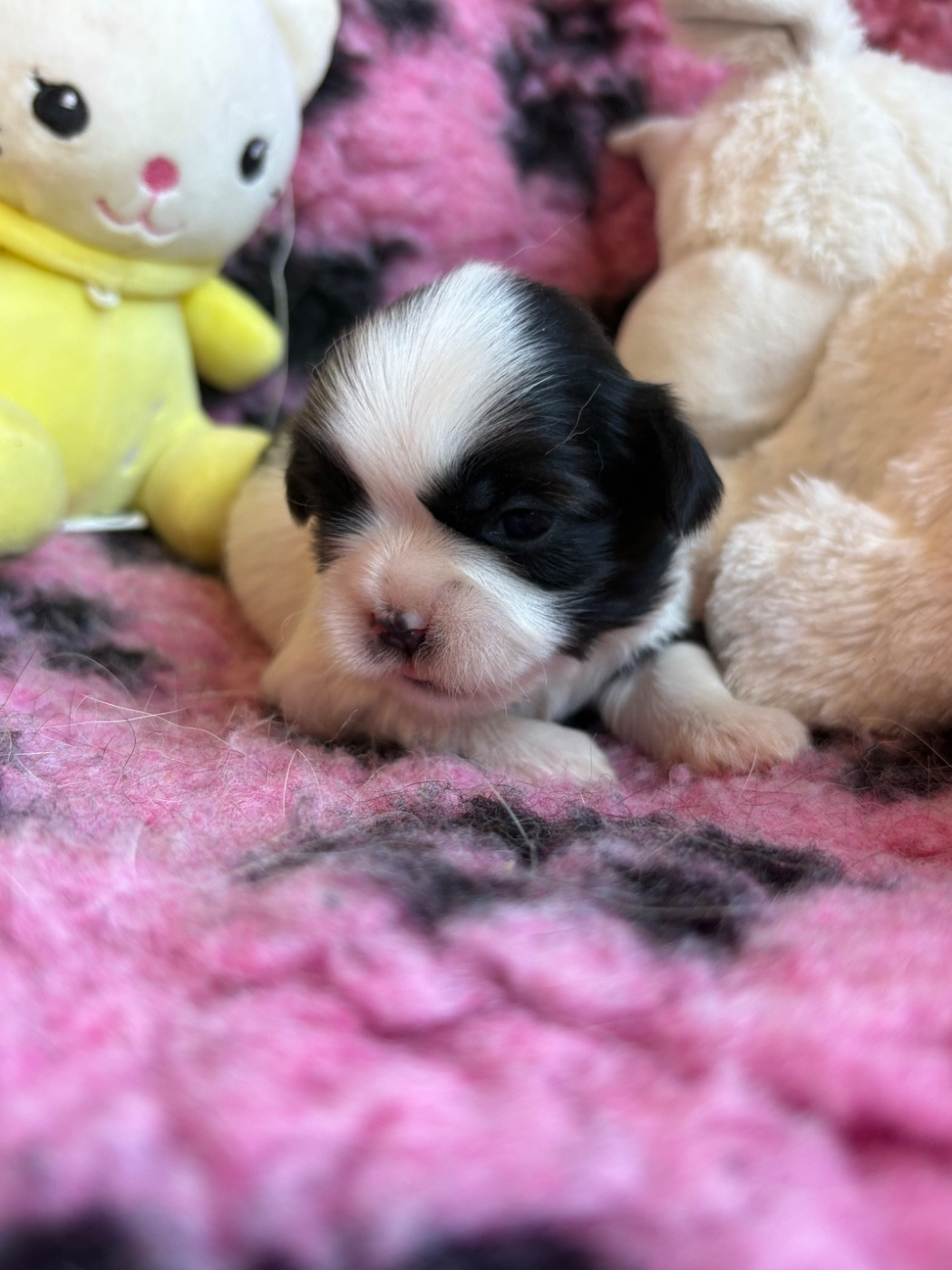 Du Domaine De Terrut - Chiots disponibles - Shih Tzu