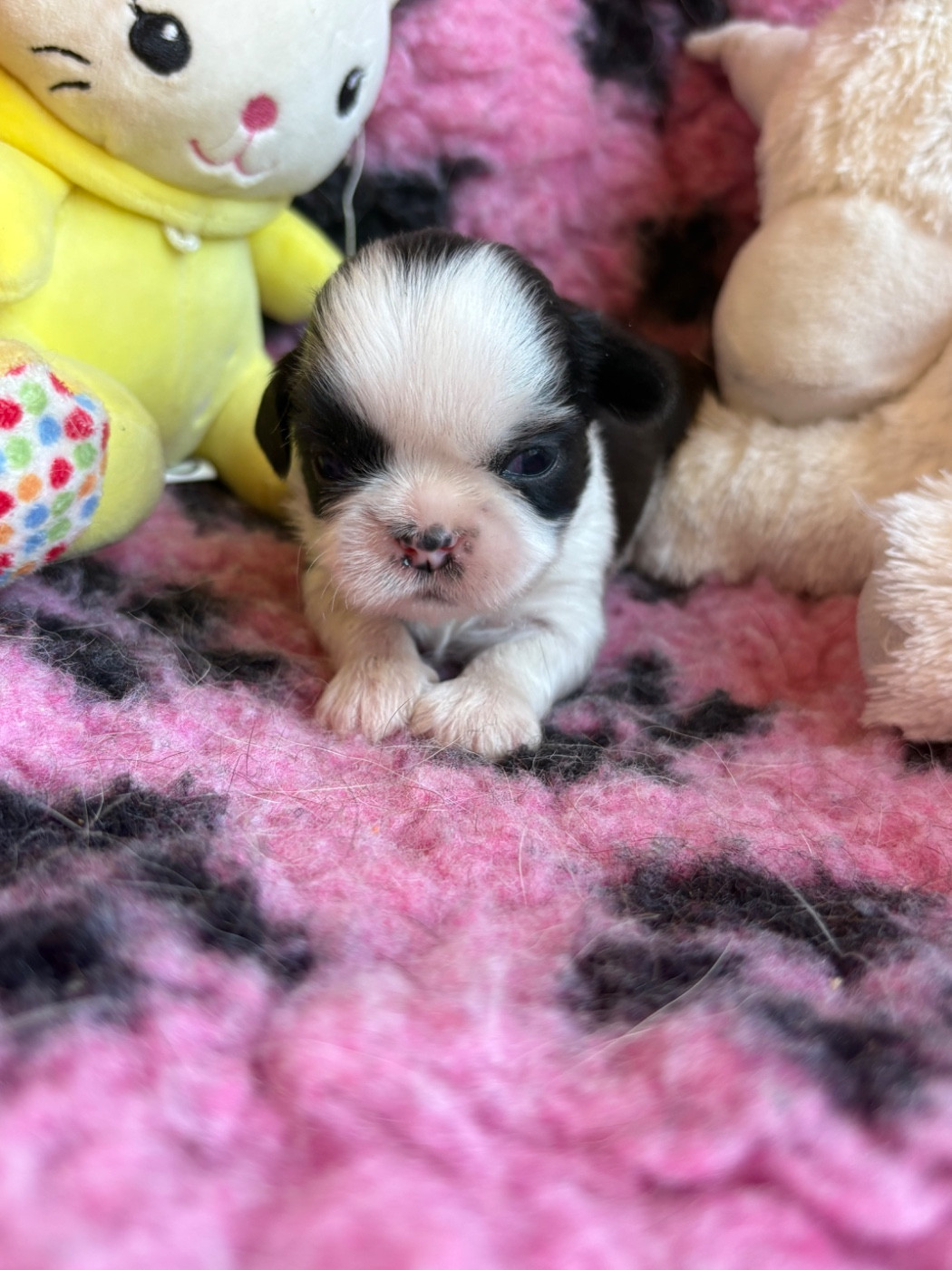 Du Domaine De Terrut - Chiots disponibles - Shih Tzu