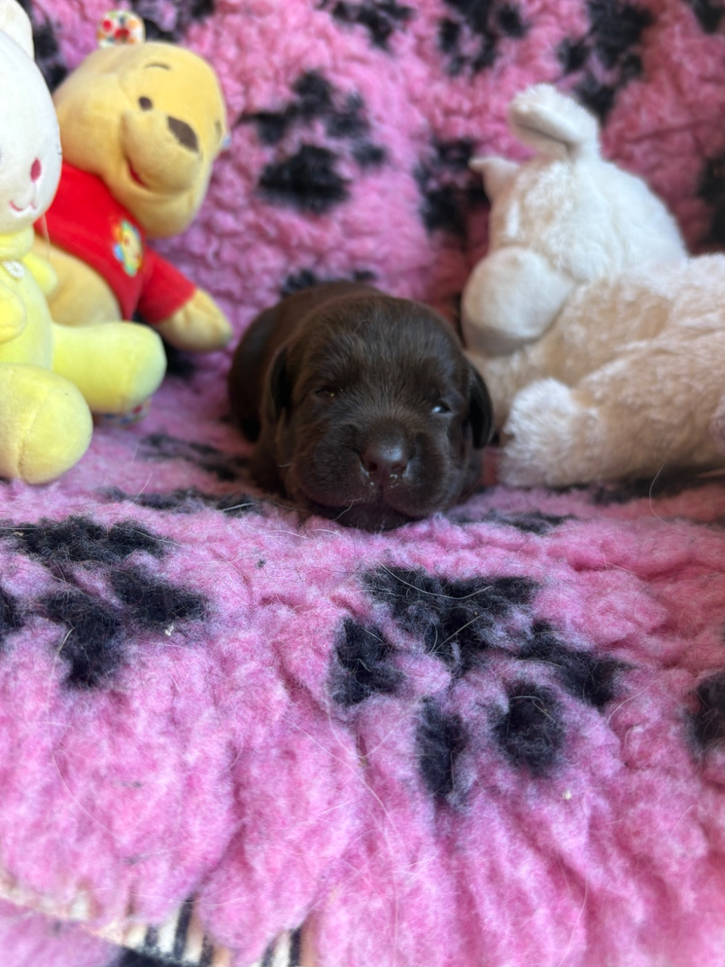 Du Domaine De Terrut - Chiots disponibles - Labrador Retriever