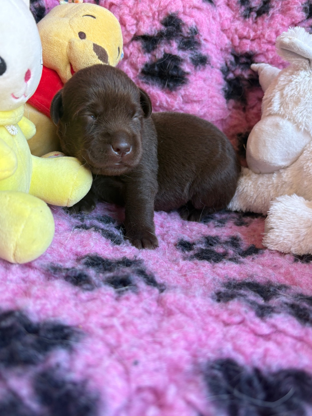 Du Domaine De Terrut - Chiots disponibles - Labrador Retriever