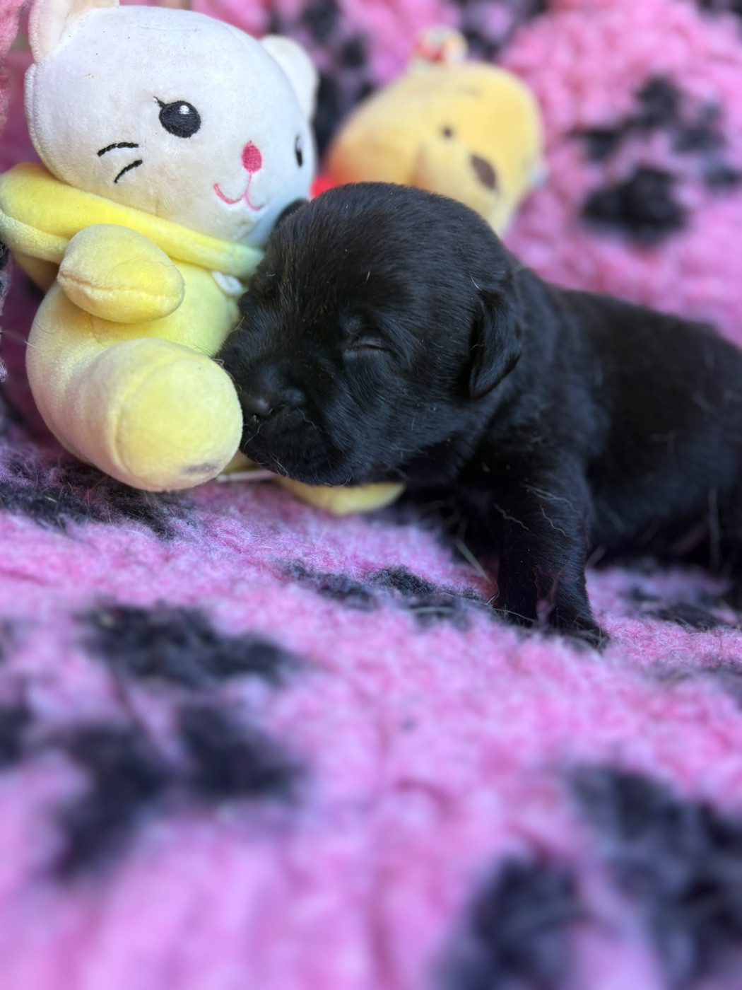 Du Domaine De Terrut - Chiots disponibles - Labrador Retriever