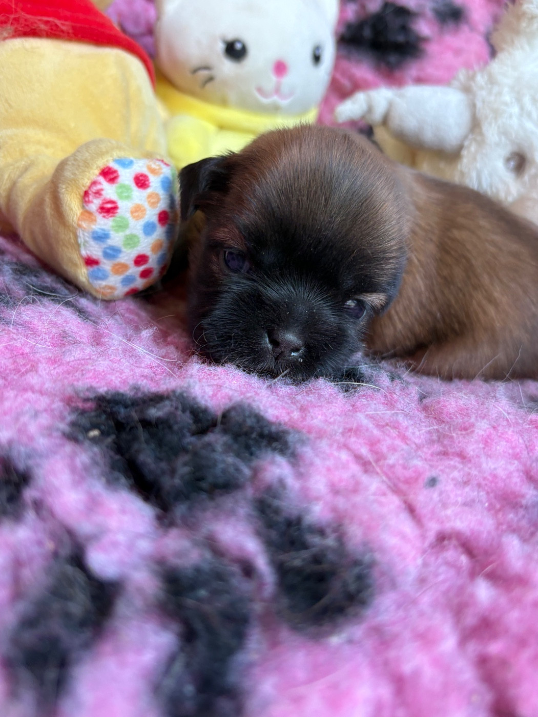 Du Domaine De Terrut - Chiots disponibles - Shih Tzu