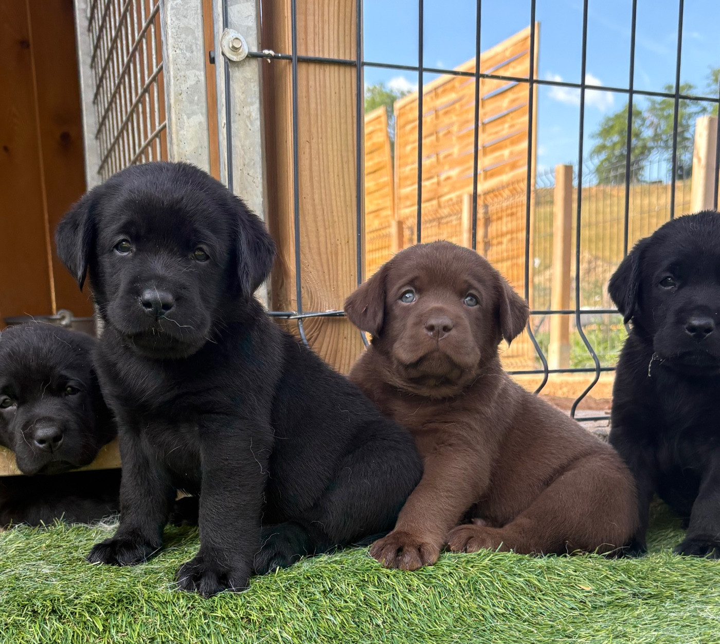 Du Domaine De Terrut - Chiots disponibles - Labrador Retriever