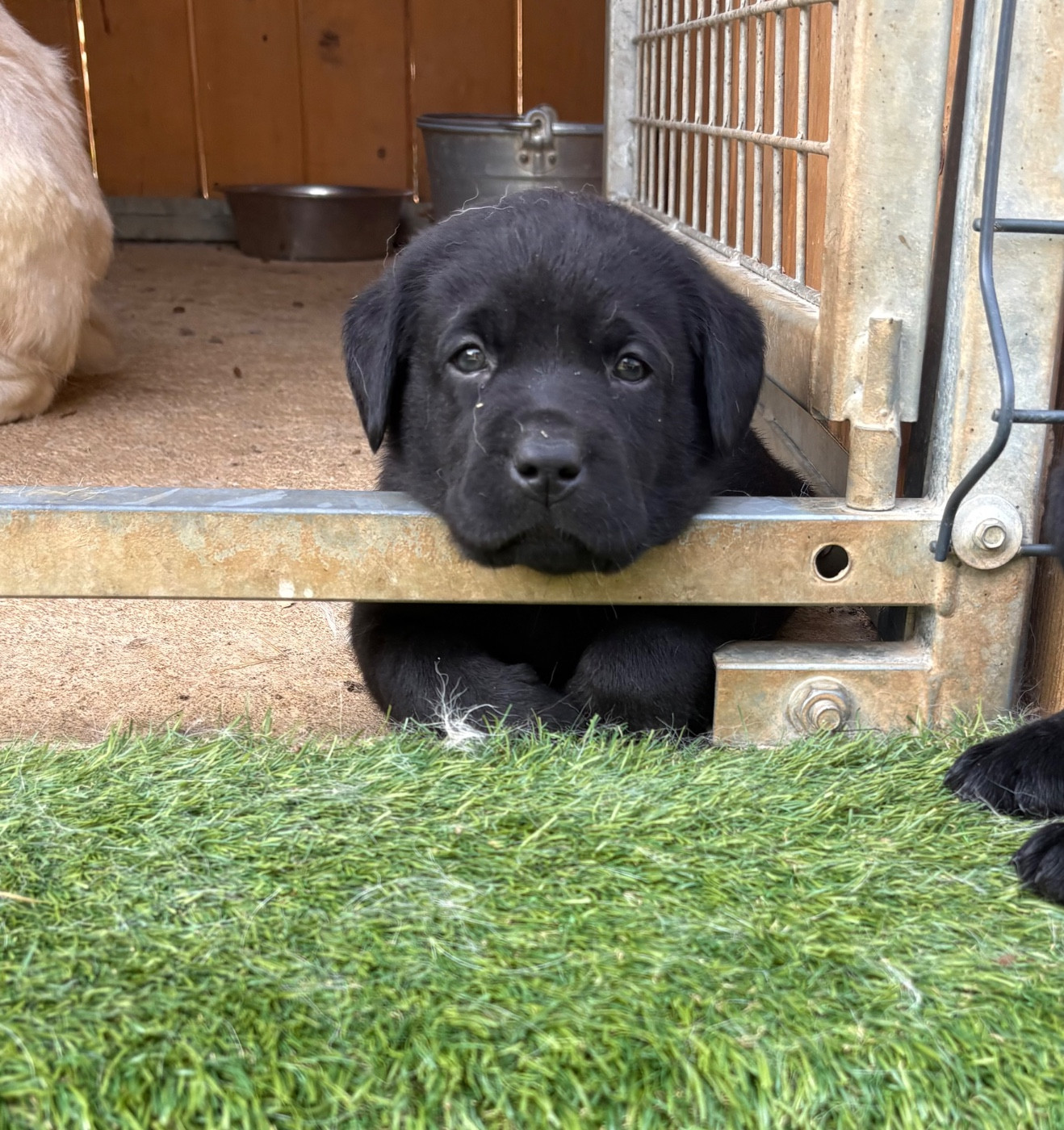 Du Domaine De Terrut - Chiots disponibles - Labrador Retriever