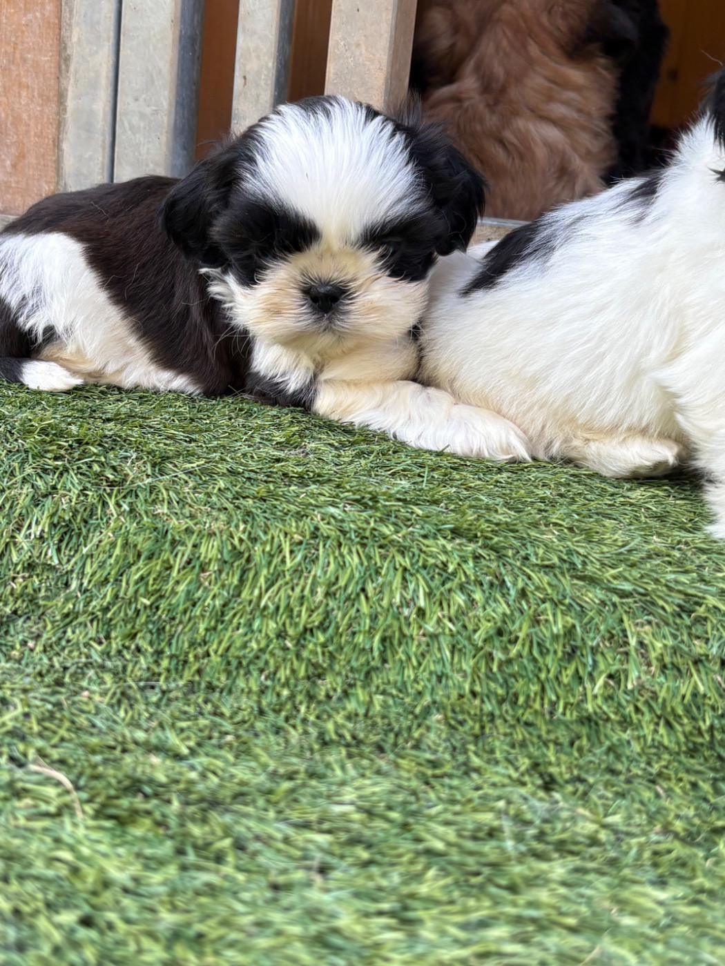 Du Domaine De Terrut - Chiots disponibles - Shih Tzu