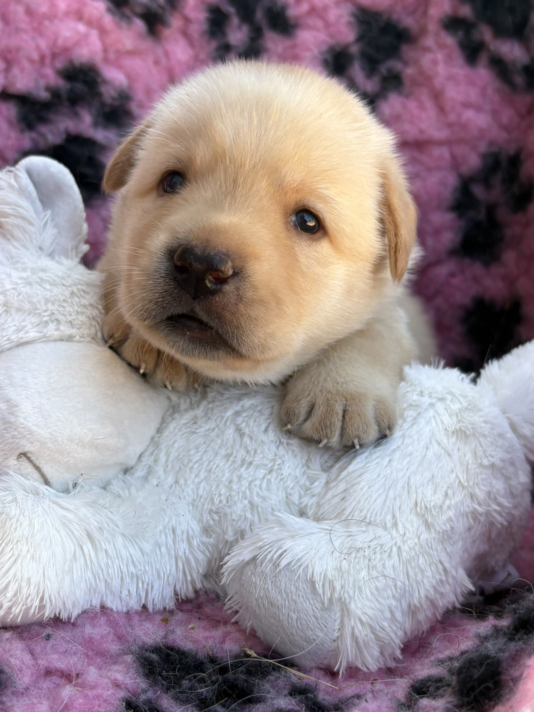 Du Domaine De Terrut - Chiots disponibles - Labrador Retriever