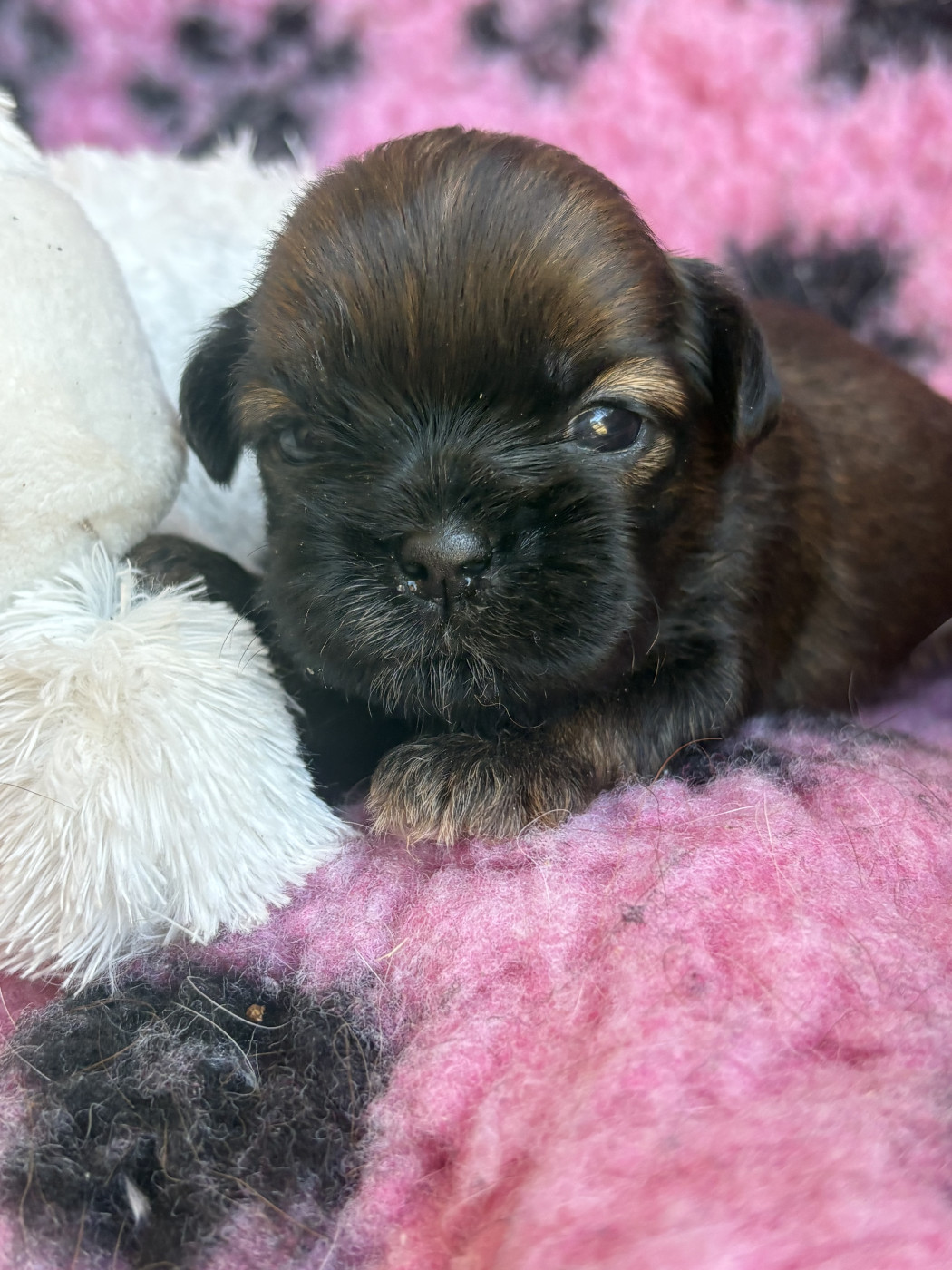 Du Domaine De Terrut - Chiots disponibles - Shih Tzu