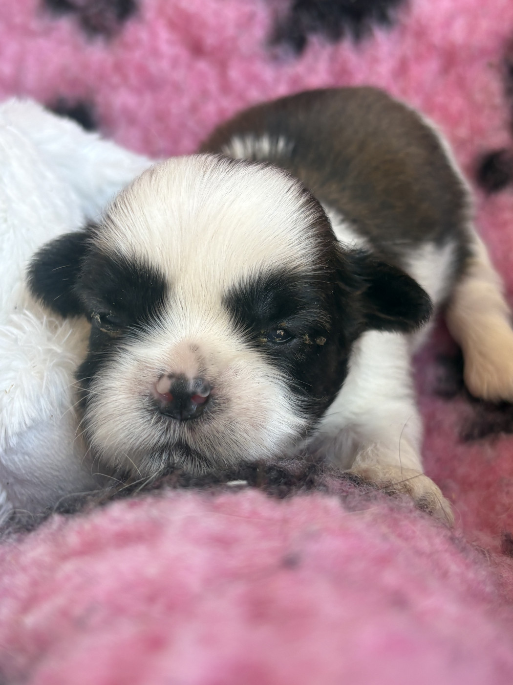 Du Domaine De Terrut - Chiots disponibles - Shih Tzu