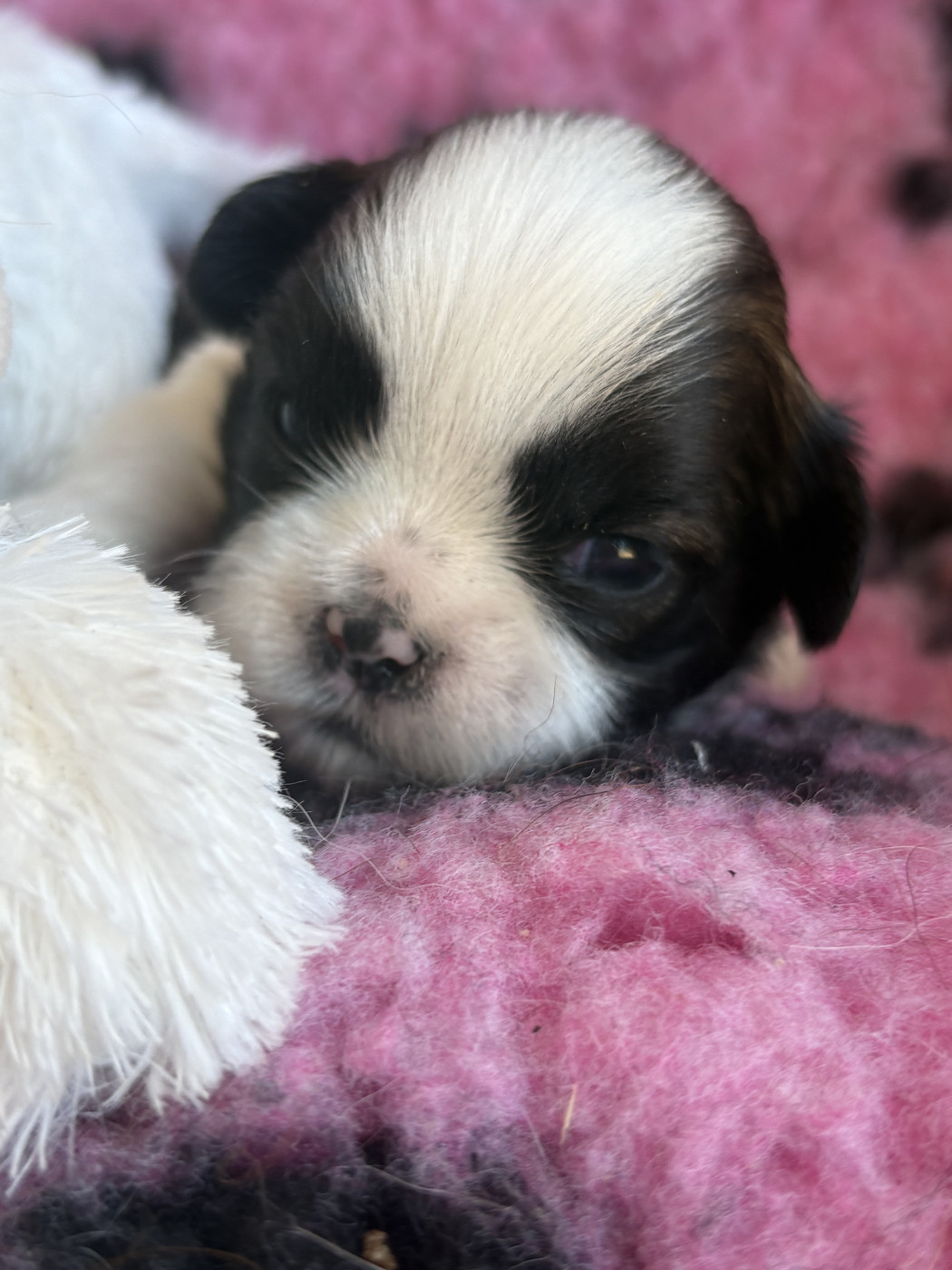 Du Domaine De Terrut - Chiots disponibles - Shih Tzu