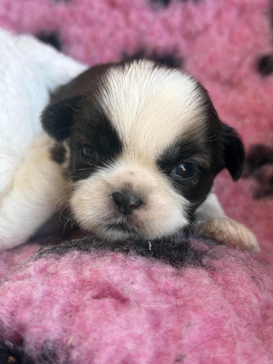 Du Domaine De Terrut - Chiots disponibles - Shih Tzu