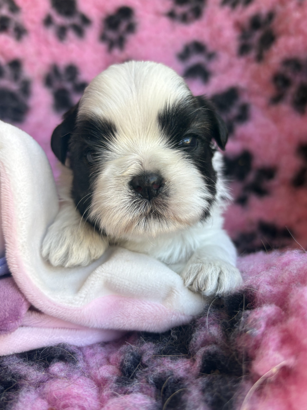 Du Domaine De Terrut - Chiots disponibles - Shih Tzu