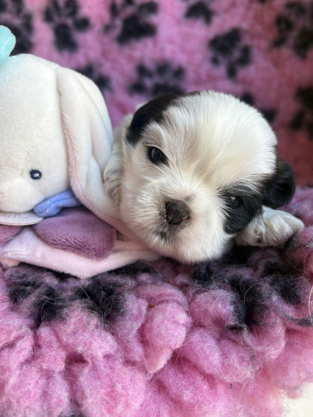 Du Domaine De Terrut - Chiots disponibles - Shih Tzu