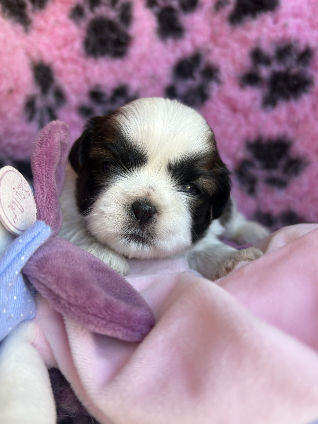 Du Domaine De Terrut - Chiots disponibles - Shih Tzu