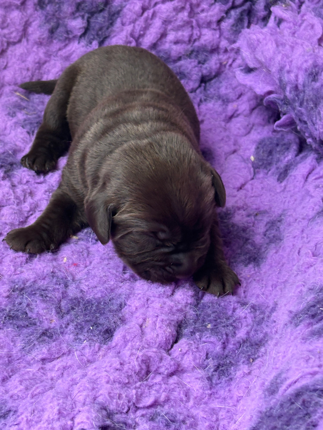 Du Domaine De Terrut - Chiots disponibles - Labrador Retriever