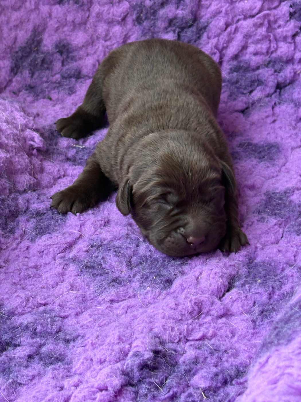 Du Domaine De Terrut - Chiots disponibles - Labrador Retriever
