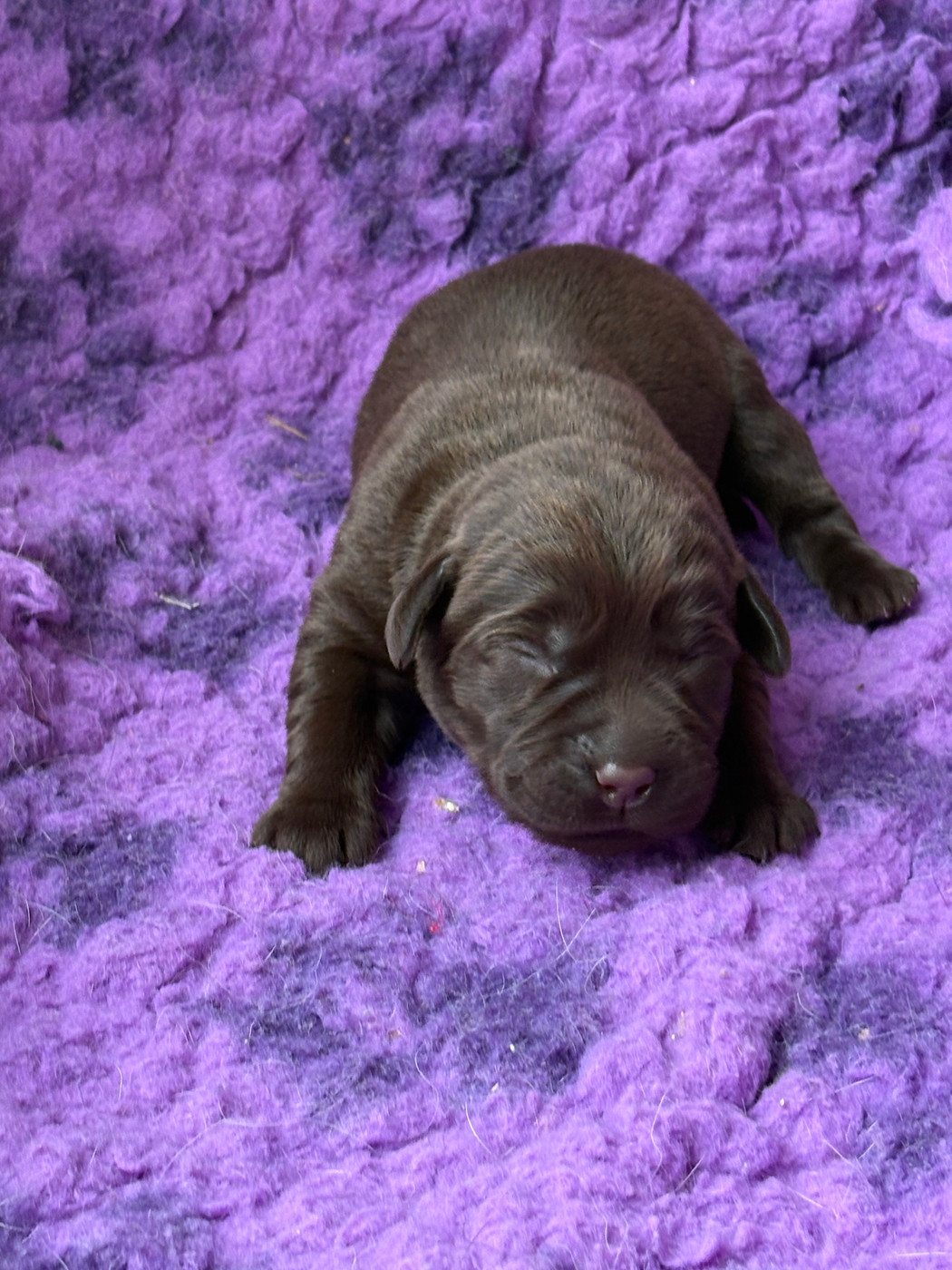 Du Domaine De Terrut - Chiots disponibles - Labrador Retriever