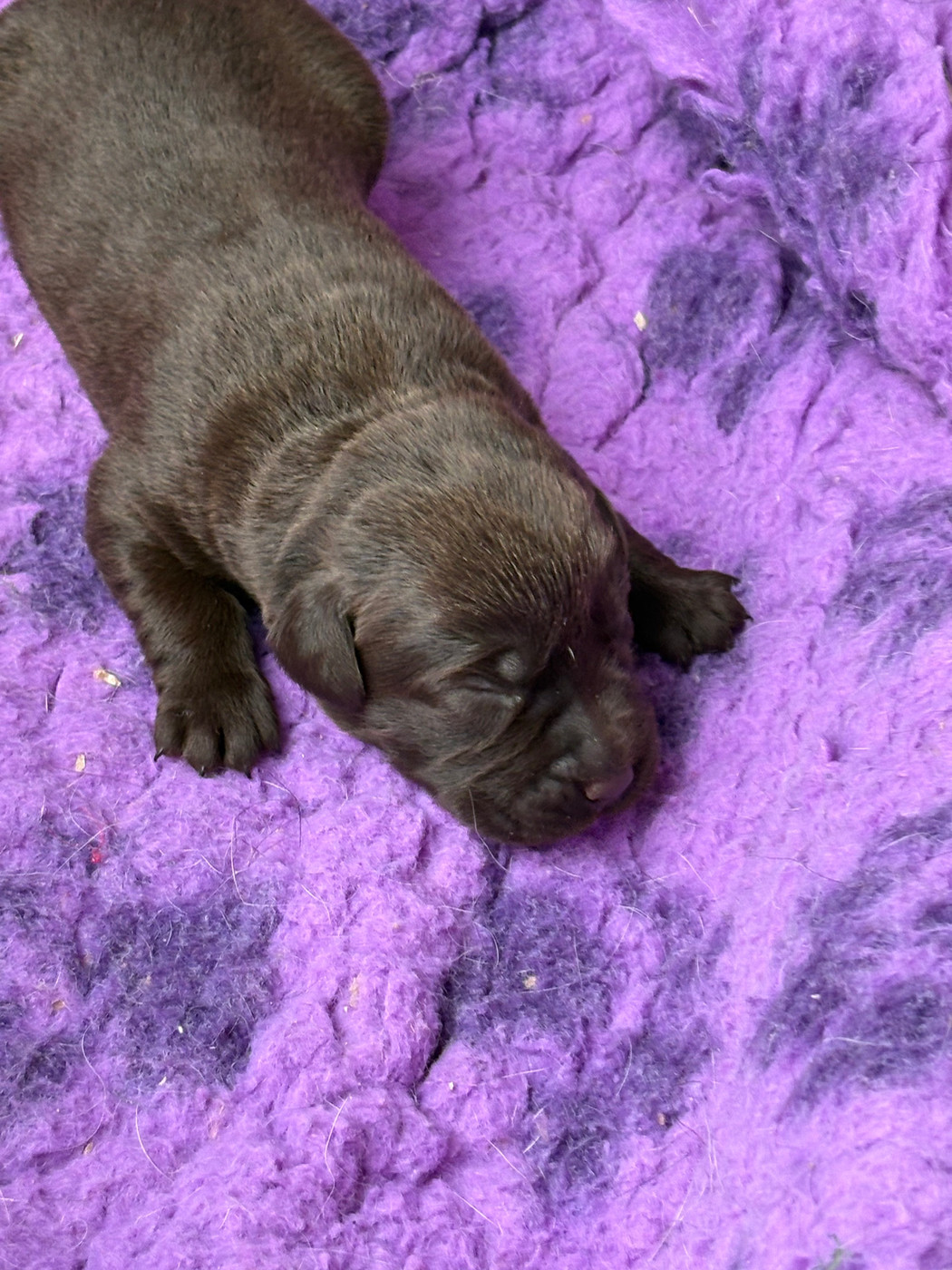 Du Domaine De Terrut - Chiots disponibles - Labrador Retriever