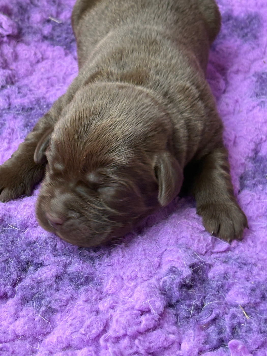 Du Domaine De Terrut - Chiots disponibles - Labrador Retriever
